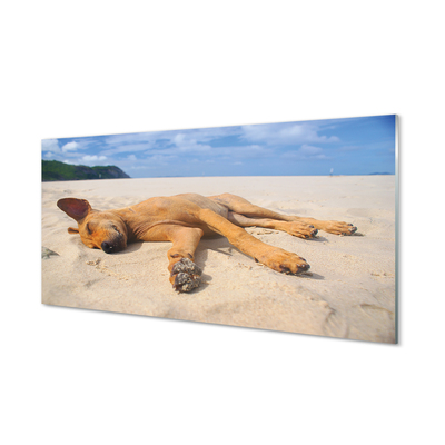 Glas panel Liggande strandhund