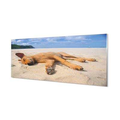 Glas panel Liggande strandhund