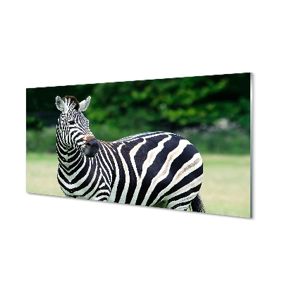 Glas panel Zebrafält