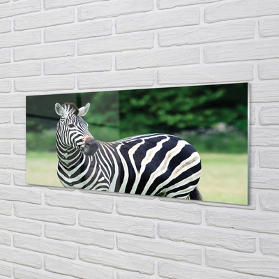 Glas panel Zebrafält