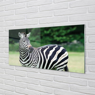 Glas panel Zebrafält