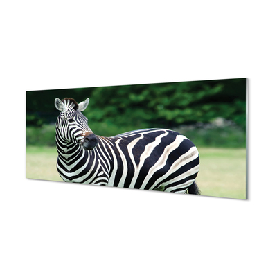 Glas panel Zebrafält