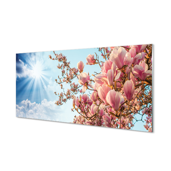 Glas panel Magnolia solhimmel