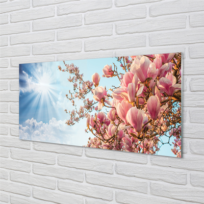 Glas panel Magnolia solhimmel