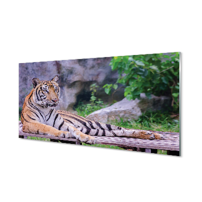 Glas panel Tiger i djurparken