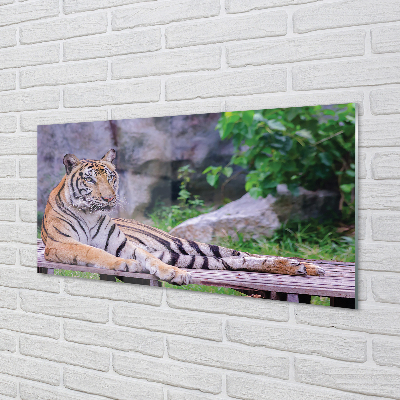 Glas panel Tiger i djurparken