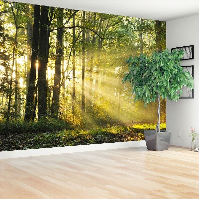 Fototapet Skog på hösten