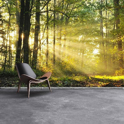 Fototapet Skog på hösten