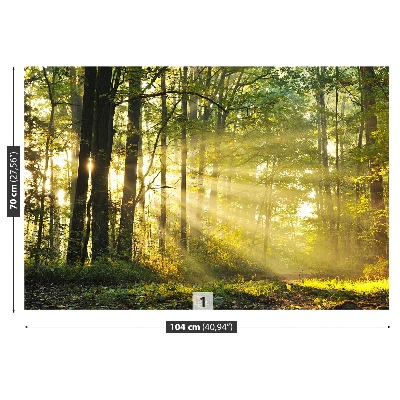 Fototapet Skog på hösten