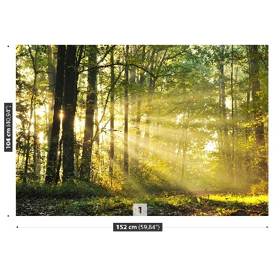Fototapet Skog på hösten