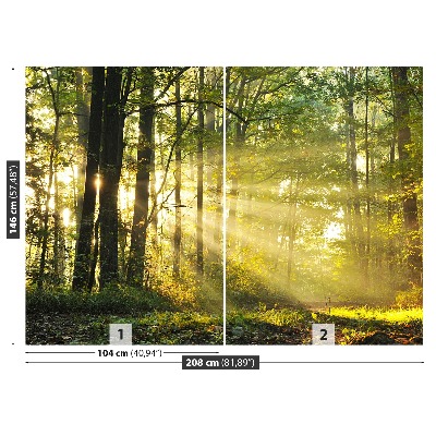 Fototapet Skog på hösten