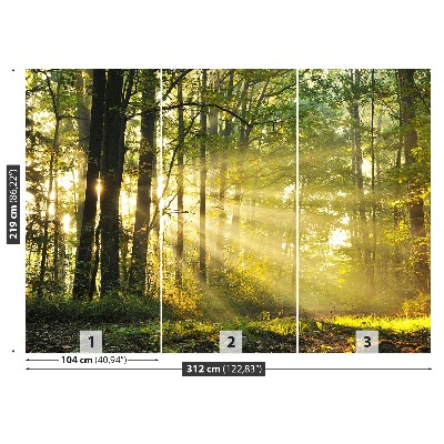 Fototapet Skog på hösten