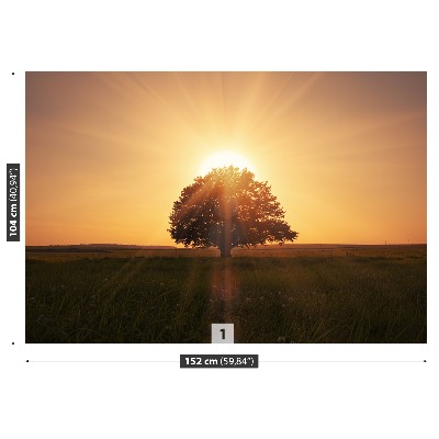 Fototapet Soluppgångsträd