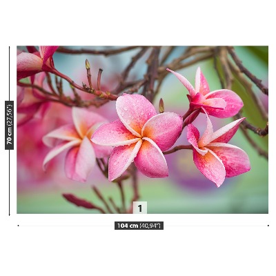 Fototapet Rosa Frangipani