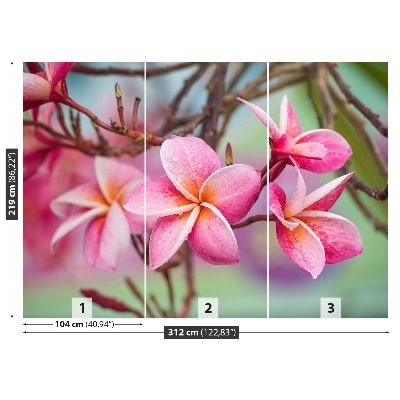 Fototapet Rosa Frangipani