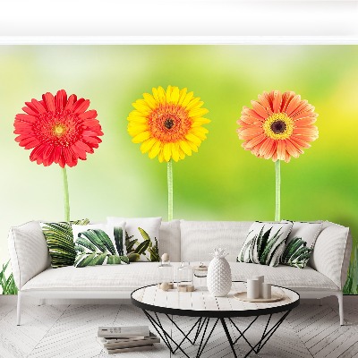 Fototapet Gerbera