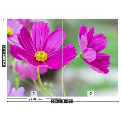 Fototapet Kosmos blommor