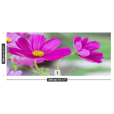 Fototapet Kosmos blommor