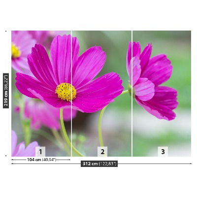 Fototapet Kosmos blommor