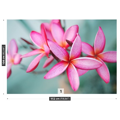 Fondtapet Plumeria rosa