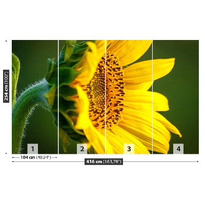 Fototapet solros