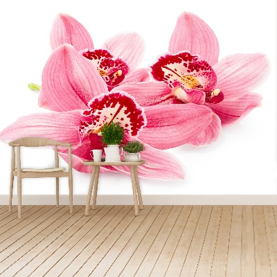 Fondtapet Rosa orkidé