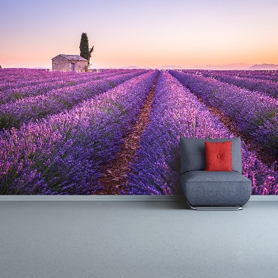 Fototapet Lavendel Provence