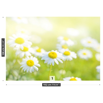 Fondtapet Daisies äng