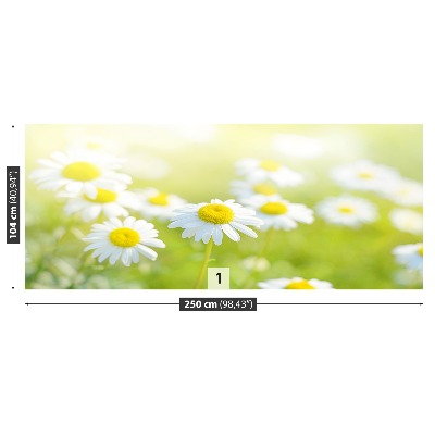 Fondtapet Daisies äng