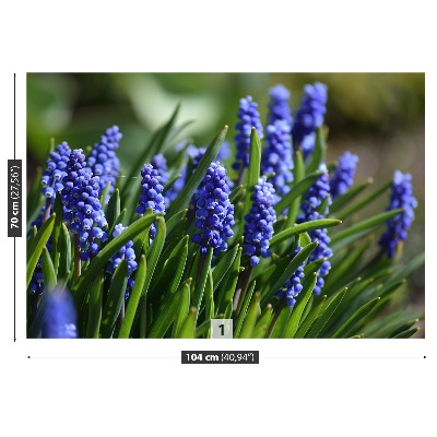 Fototapet Blå hyacinter
