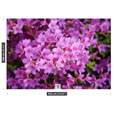 Fototapet Rosa Rhododendron