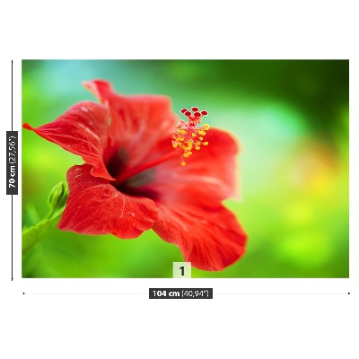 Fototapet Röd hibiskus