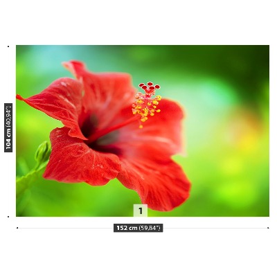 Fototapet Röd hibiskus