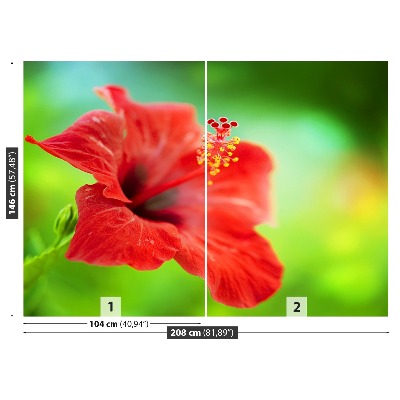 Fototapet Röd hibiskus