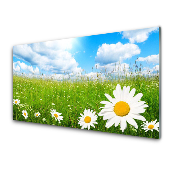 Plexiglas tavla Daisy Grass Nature