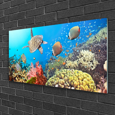 Plexiglas tavla Korallrevslandskap