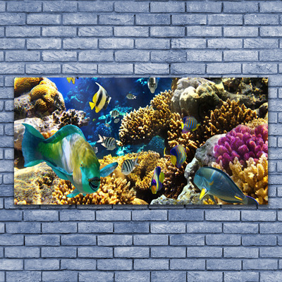 Bild på akrylglas Korallrevs natur