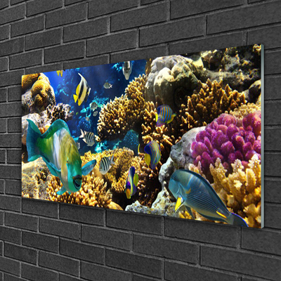 Bild på akrylglas Korallrevs natur
