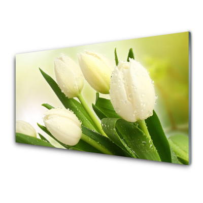 Akrylglas bild Tulpaner Blommor Plant
