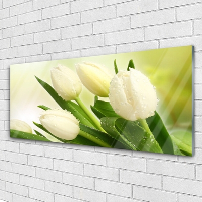 Akrylglas bild Tulpaner Blommor Plant