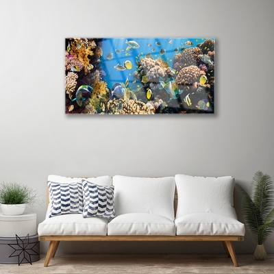 Akrylglas bild Korallrevs natur