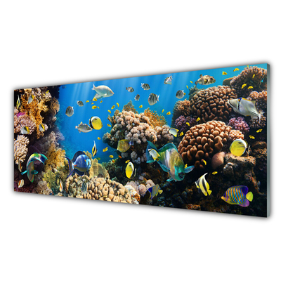 Akrylglas bild Korallrevs natur