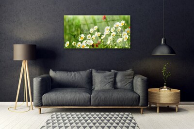 Akryltavla Daisy Plant Nature