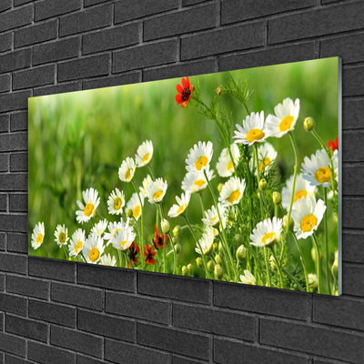 Akryltavla Daisy Plant Nature