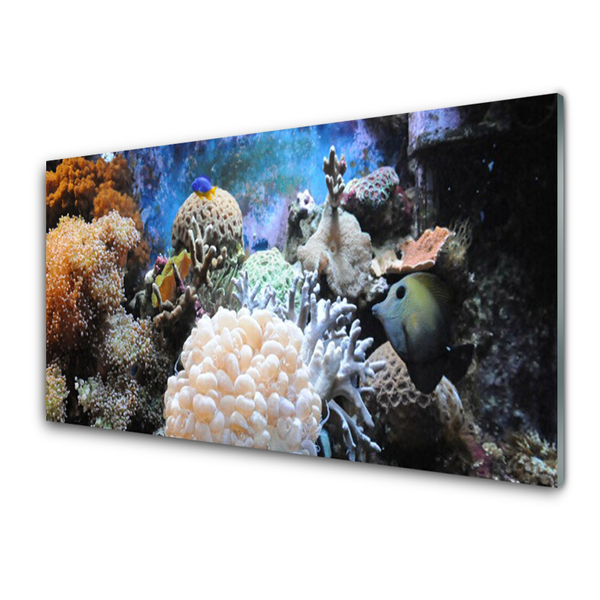 Tavla plexiglas Korallrevs natur