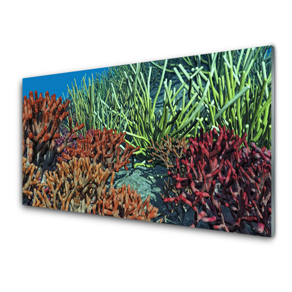 Akrylglastavla Korallrevs natur