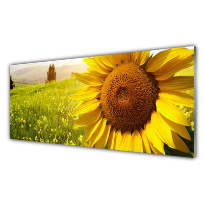 Bild på akrylglas Solros blomma växt