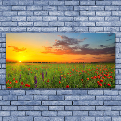 Akrylglas bild Sun Meadow Blommor Natur