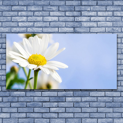 Tavla plexiglas Daisy Plant Nature