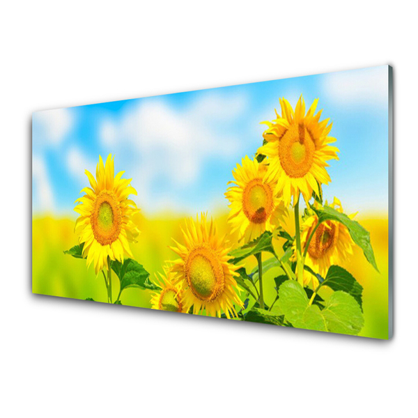 Akrylglas bild Solros Blommor Natur